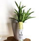 Pineapple Hydrating Lip Balm